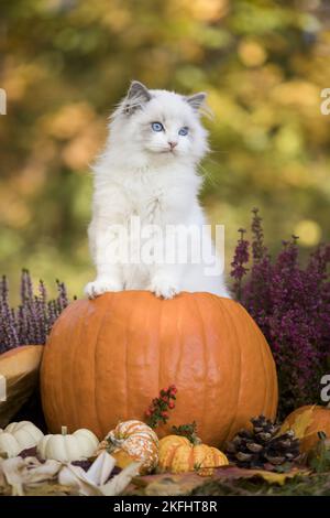 Ragdoll gattino nella zucca Foto Stock