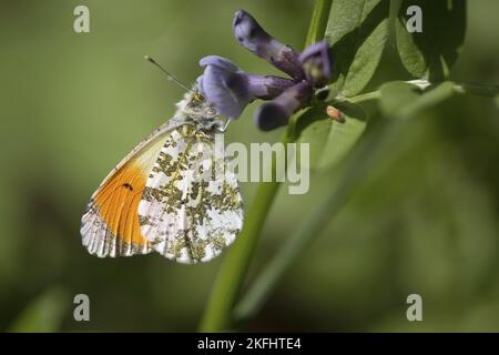 Consiglio arancione seduto Foto Stock