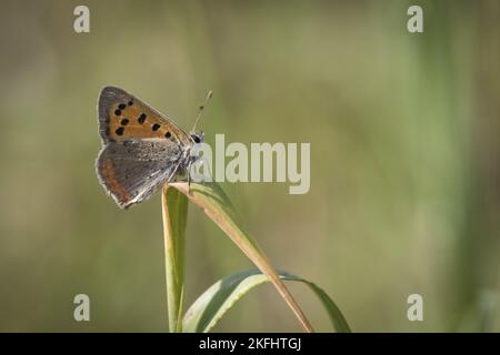 Seduta in rame comune Foto Stock