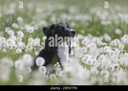 Pastore australiano su un prato di fiori Foto Stock