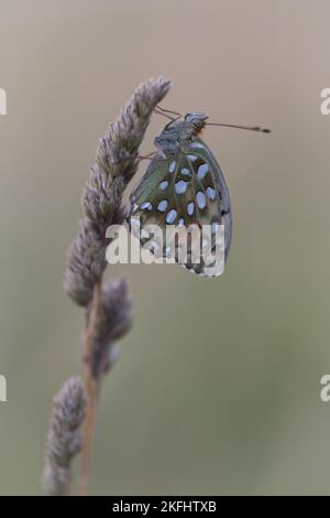Verde scuro Fritillary Foto Stock