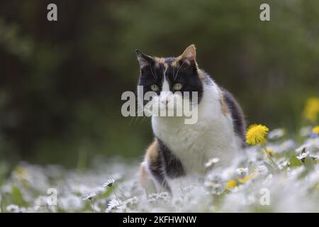 gatto in estate Foto Stock