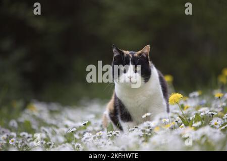 gatto in estate Foto Stock