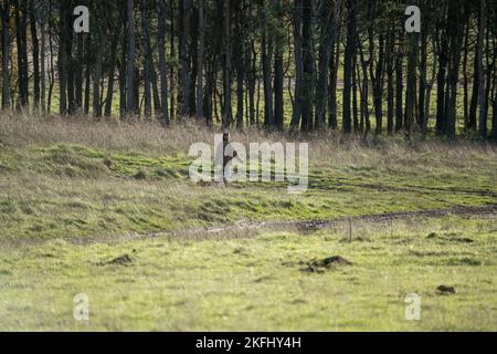 Professionista signora cane camminatore con diverse razze di cani in campagna invernale, Wilts UK Foto Stock