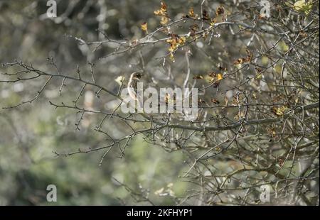 Un maschio stonechat (Saxicola rubicola) arroccato in alto su un ramo di piante di prato, Wilts UK Foto Stock