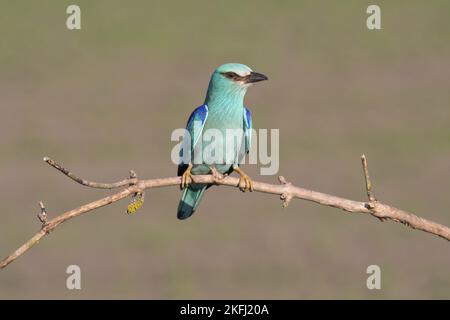 il rullo blu si trova sul ramo Foto Stock