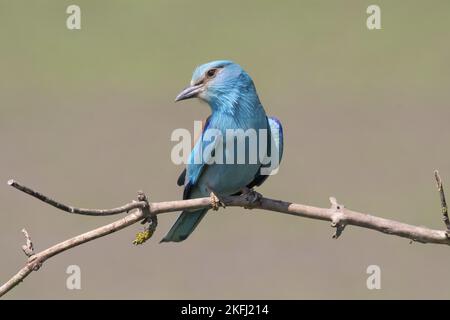 il rullo blu si trova sul ramo Foto Stock