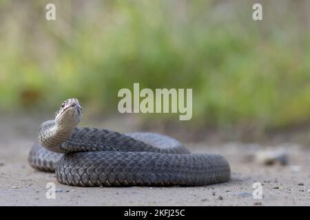 Adder Foto Stock