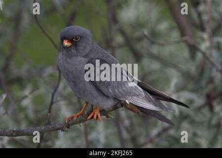 Falcon seduto con i piedi rossi Foto Stock