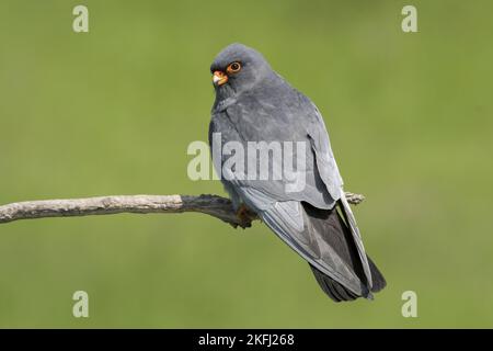 Falcon seduto con i piedi rossi Foto Stock