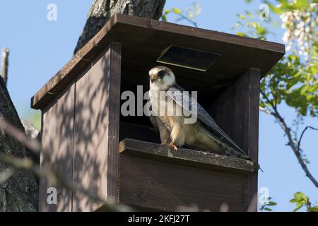 Falcon seduto con i piedi rossi Foto Stock