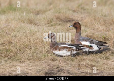 Wigeons eurasiatici Foto Stock