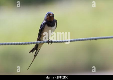 Fienile seduto Swallow Foto Stock