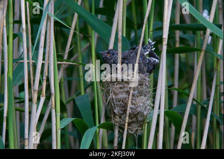 cucuculo comune nel nido di cannone eurasiatico Foto Stock