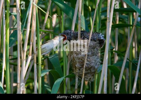 cucuculo comune nel nido di cannone eurasiatico Foto Stock