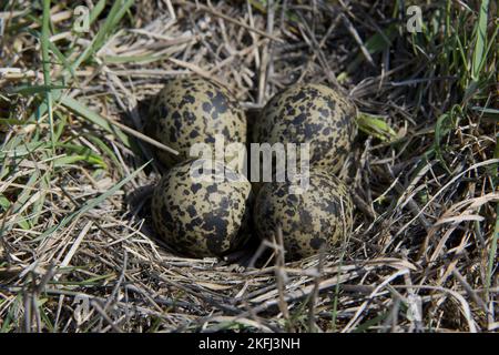 Uova di lapwing Foto Stock