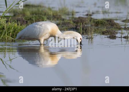 Spatola bianca in acqua Foto Stock