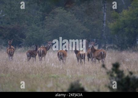 Deers rossi Foto Stock