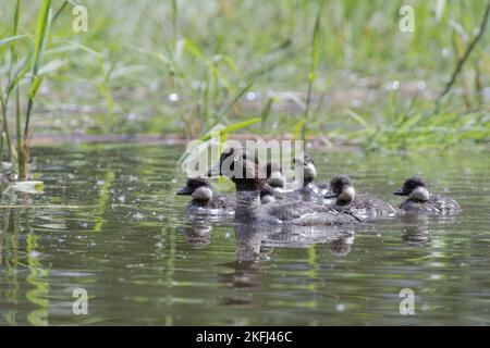 Comune di goldeneye anatre Foto Stock