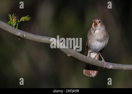 Nightingale seduto sul ramo Foto Stock