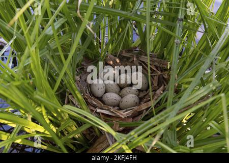 Moorhen comune Foto Stock