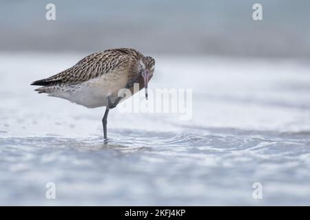 Bar-tailed godwit Foto Stock