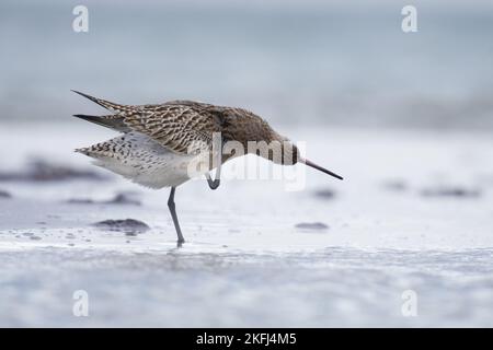 Bar-tailed godwit Foto Stock