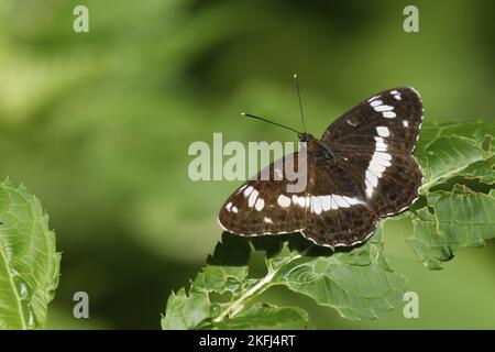 White Admiral Butterfly Foto Stock
