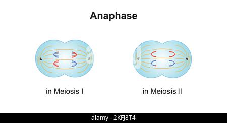 Progettazione scientifica di anafasi in Meiosi. Simboli colorati. Illustrazione vettoriale. Illustrazione Vettoriale