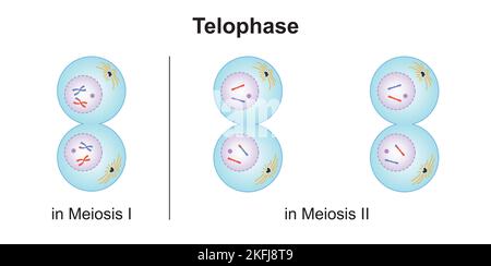 Progettazione scientifica di telofase in Meiosi. Simboli colorati. Illustrazione vettoriale. Illustrazione Vettoriale