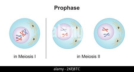 Progettazione scientifica della Profase in Meiosi. Simboli colorati. Illustrazione vettoriale. Illustrazione Vettoriale