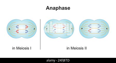 Progettazione scientifica di anafasi in Meiosi. Simboli colorati. Illustrazione vettoriale. Illustrazione Vettoriale