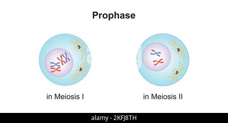 Progettazione scientifica della Profase in Meiosi. Simboli colorati. Illustrazione vettoriale. Illustrazione Vettoriale