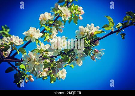 fioritura ramo di mela instagram stile. Foto Stock
