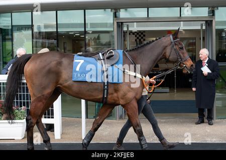 Ascot, Berkshire, Regno Unito. 18th Novembre 2022. Horse Mister Mose nel Parade Ring prima della Troy Asset Management Introductory Huddle Race all'ippodromo di Ascot. Credit: Maureen McLean/Alamy Live News Foto Stock