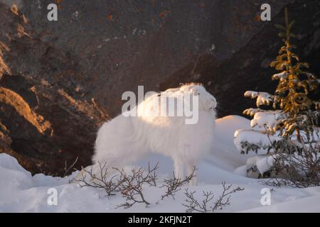 Lepre artico nella neve Foto Stock