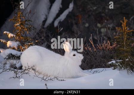 Lepre artico nella neve Foto Stock