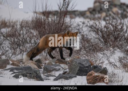 Attraversa la volpe nella neve Foto Stock