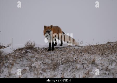 Attraversa la volpe nella neve Foto Stock