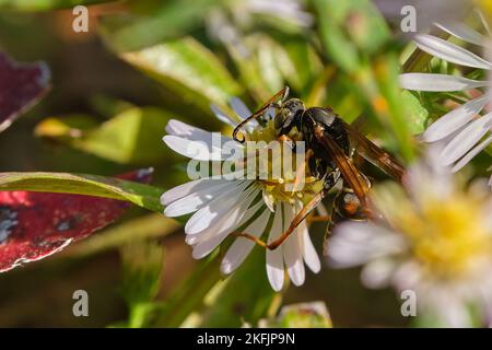 La vespa di carta impollina un fiore bianco e giallo Foto Stock