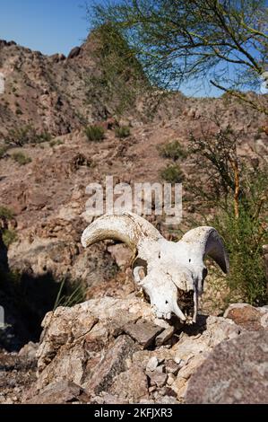 Cranio di pecora del bighorn del deserto nel deserto del sud-ovest degli Stati Uniti dell'Arizona Foto Stock