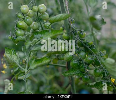 Le piante di pomodoro in serra pomodori verdi plantation. Agricoltura biologica, giovani piante di pomodoro crescita in serra. Foto Stock