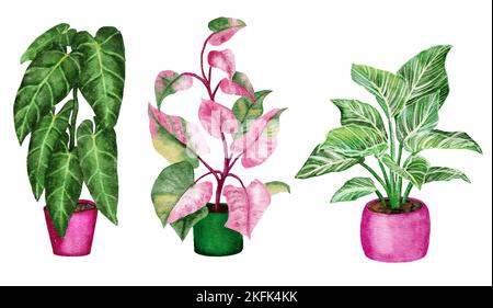 Illustrazione disegnata a mano dell'acquerello di philodendron houseplant pinta princess birkin melanochrysum. Interno casa fiore casa pianta in pentole. Costoso fioriere botanico alla moda, giungla urbana design collezione set giardinaggio Foto Stock