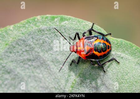 Immagine di un bug di puzzolente rosso sulle foglie verdi su uno sfondo naturale. Insetto. Animale. Foto Stock