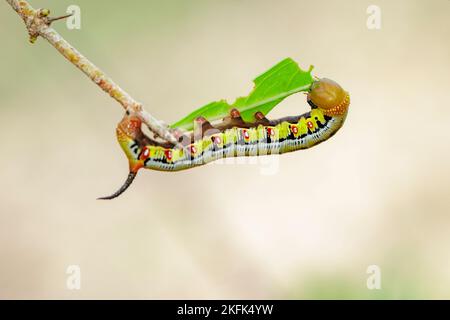 Immagine di Caterpillars di Bee Hawk Moth sui rami su uno sfondo naturale. Insetto. Animale. Foto Stock