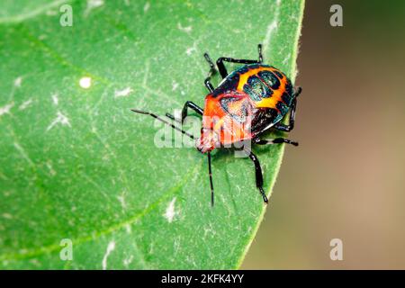 Immagine di un bug di puzzolente rosso sulle foglie verdi su uno sfondo naturale. Insetto. Animale. Foto Stock