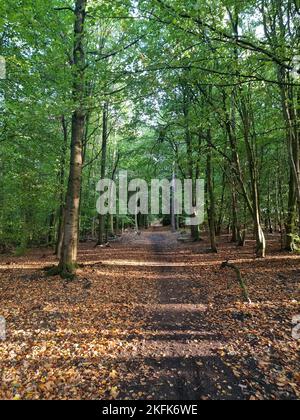 Una solenne passeggiata nel bosco Foto Stock