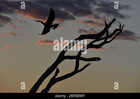 Uccello che vola fuori dalla silhouette dell'albero (Grande Egret) Foto Stock