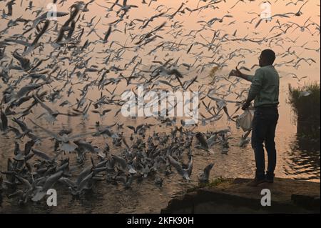 19 novembre 2022, Nuova Delhi, Delhi, India: Un uomo nutre gli uccelli migratori sulle rive del fiume Yamuna a Nuova Delhi. Gli uccelli migratori arrivano durante la stagione invernale in diverse parti dell'India entro ottobre e si prevede che partano entro il mese di marzo. (Credit Image: © Kabir Jhangiani/ZUMA Press Wire) Foto Stock