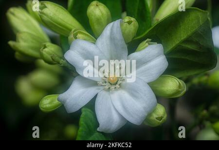 Un primo piano di un fiore di gelsomino bianco di arance circondato da germogli verdi Foto Stock